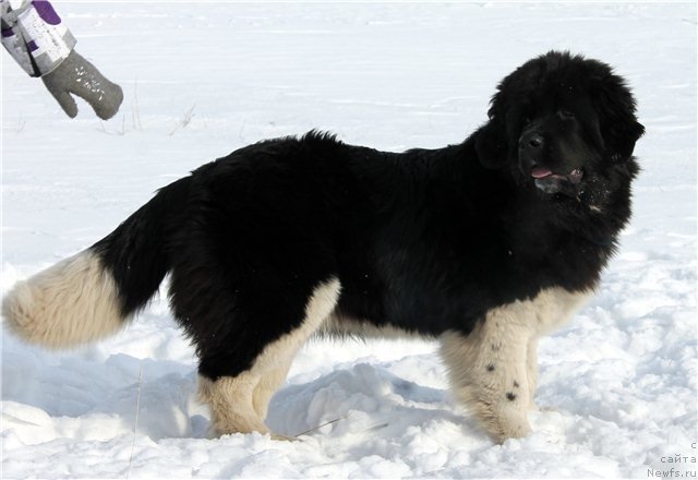 Фото: ньюфаундленд Fiamettahauz Princess B'yuti (Фиаметтахауз Принцесс Бьюти)