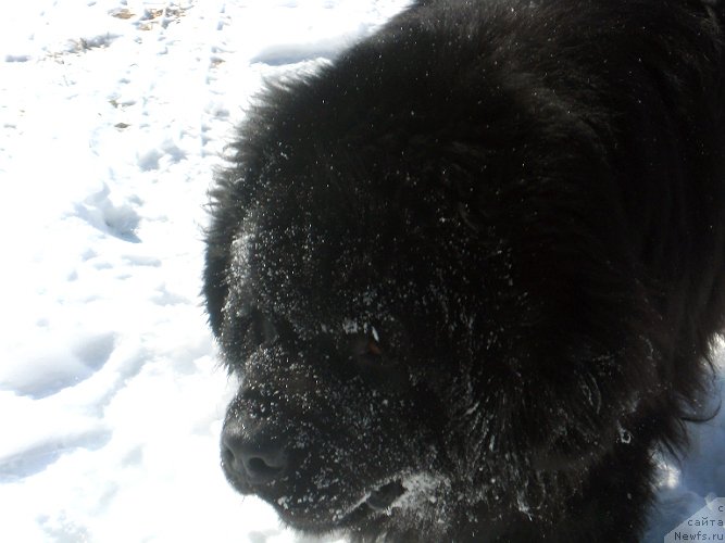 Фото: ньюфаундленд Lexus Grend Boss (Лексус Гренд Босс)