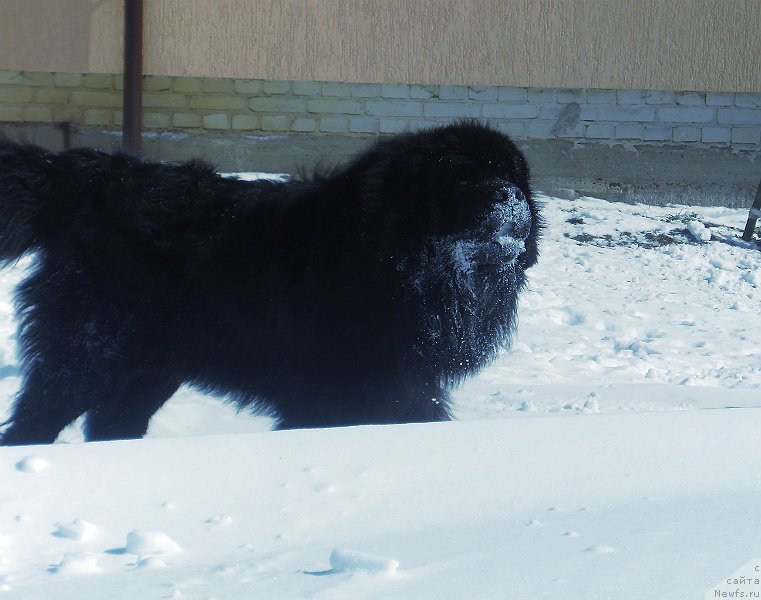 Фото: ньюфаундленд Lexus Grend Boss (Лексус Гренд Босс)