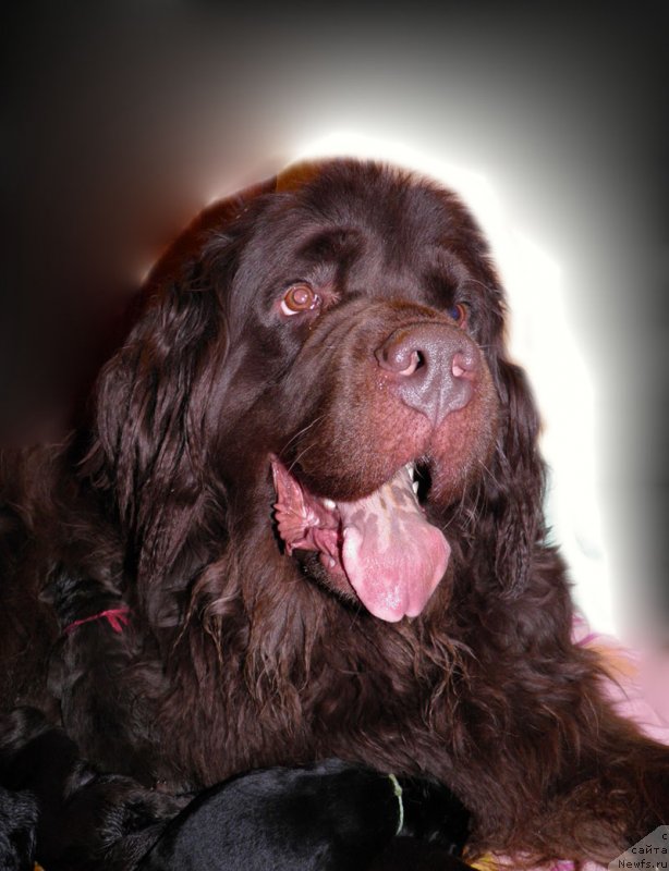 Фото: ньюфаундленд Djakonda (Джаконда)