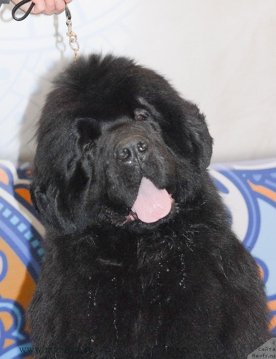 Фотография № 120240