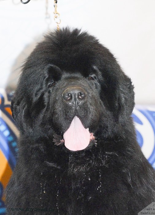 Фотография № 120241