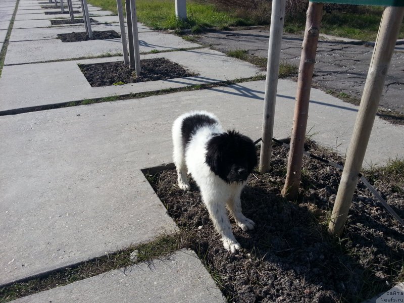 Фото: ньюфаундленд Santa De La Moris (Санта Де Ла Морис)