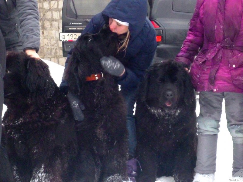 Фото: ньюфаундленд Sof'ya Golden Djess (Софья Голден Джесс)