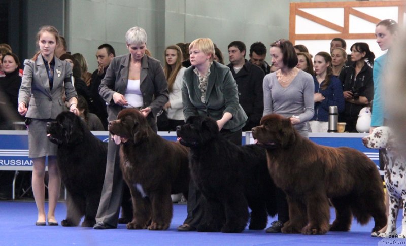 Фото: ньюфаундленд Aquatoriya Kelvin Nobel (Акватория Келвин Нобель), ньюфаундленд Aquatoriya Kelvin From Siberia at Cayuga (Акватория Келвин Фром Сибириа эт Каюга), ньюфаундленд Aquatoriya Kelvin Reds Begin and Win (Акватория Келвин Редс Бегин энд Вин), ньюфаундленд Aquatoriya Kelvin Rise After Me (Акватория Келвин Райз Афтэ Ми)