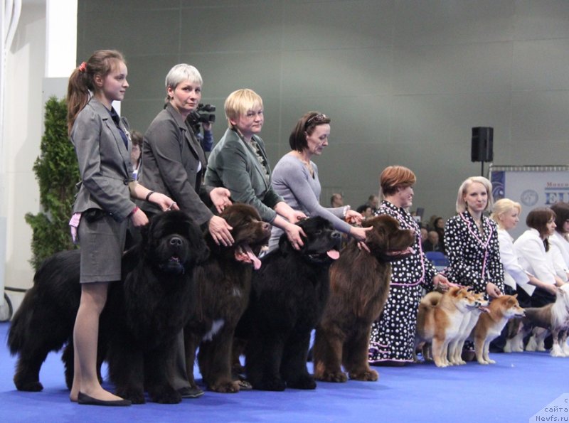 Фото: ньюфаундленд Aquatoriya Kelvin Nobel (Акватория Келвин Нобель), ньюфаундленд Aquatoriya Kelvin From Siberia at Cayuga (Акватория Келвин Фром Сибириа эт Каюга), ньюфаундленд Aquatoriya Kelvin Reds Begin and Win (Акватория Келвин Редс Бегин энд Вин), ньюфаундленд Aquatoriya Kelvin Rise After Me (Акватория Келвин Райз Афтэ Ми)