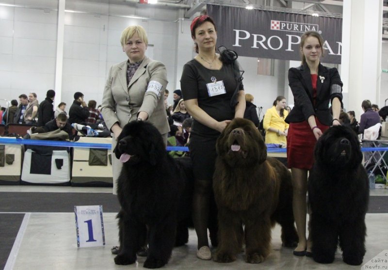 Фото: ньюфаундленд Aquatoria Kelvin Ursa High Spirit (Акватория Келвин Урса Хай Спирит), ньюфаундленд Aquatoriya Kelvin Reds Begin and Win (Акватория Келвин Редс Бегин энд Вин), ньюфаундленд Aquatoriya Kelvin From Siberia at Cayuga (Акватория Келвин Фром Сибириа эт Каюга)