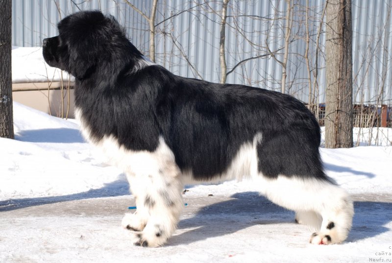 Фото: ньюфаундленд Eros Faundland