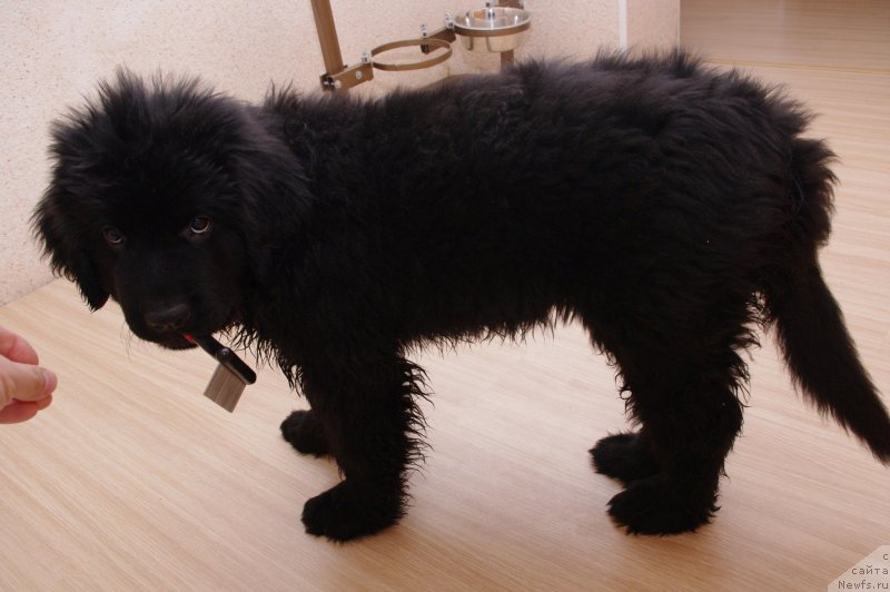 Фотография № 120293