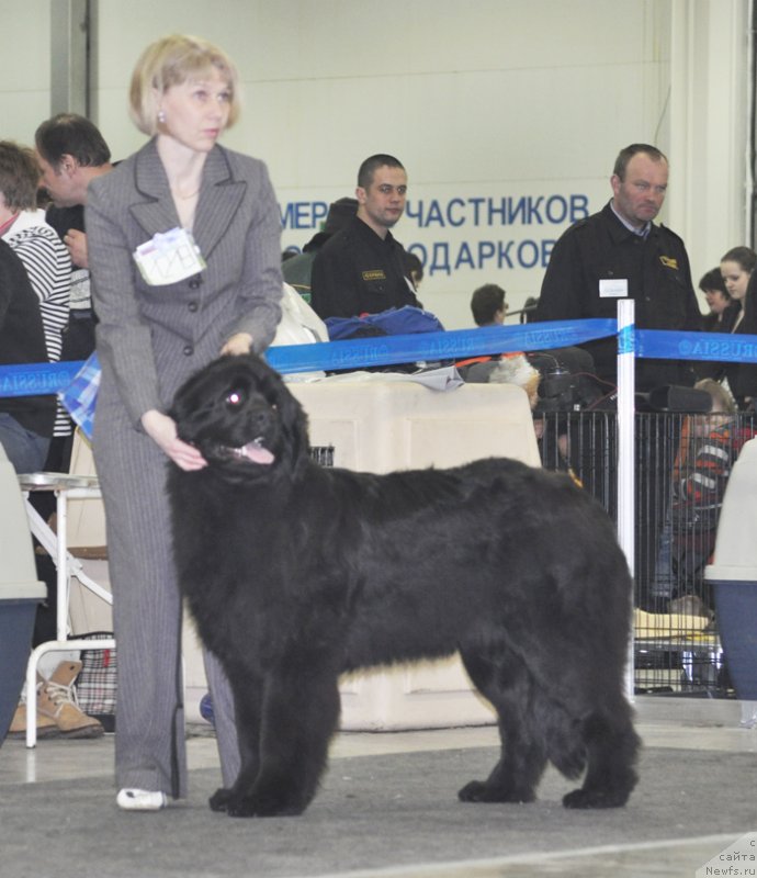 Фото: ньюфаундленд Beguschaya po Volnam Carica Savskaya (Бегущая по Волнам Царица Савская)