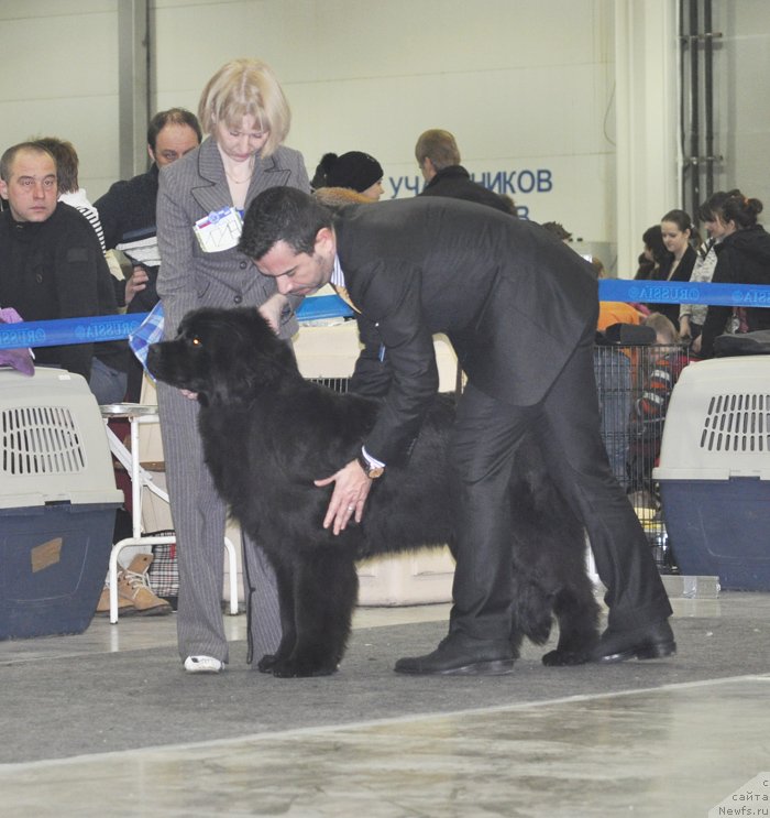 Фото: ньюфаундленд Beguschaya po Volnam Carica Savskaya (Бегущая по Волнам Царица Савская)