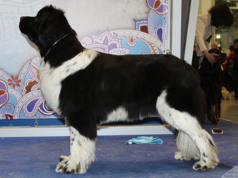 Фото: ньюфаундленд Piternyuf I Did It Again (Питерньюф И Дид Ит Агаин)