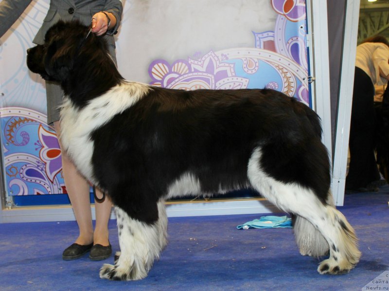 Фото: ньюфаундленд Piternyuf I Did It Again (Питерньюф И Дид Ит Агаин)