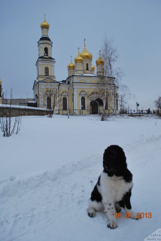 Фото: ньюфаундленд Keeper Soul  Next Page of Story (Кипер Соул Некст Пэйдж оф Стори)