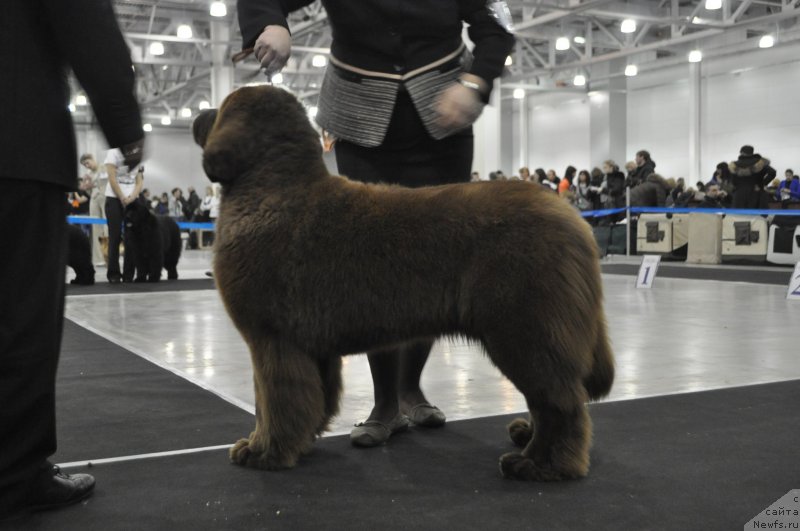 Фото: ньюфаундленд Happyness Long-Awaited s Berega Dona (Хаппинесс Лонг-Аваитед с Берега Дона)