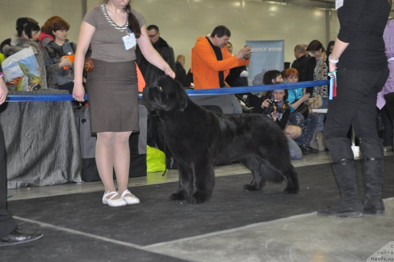Фото: ньюфаундленд Beguschaya po Volnam Foget Mi Not (Бегущая по Волнам Фогет Ми Нот)