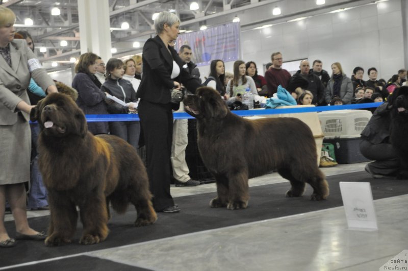 Фото: Tat'yana Abutova (Татьяна Абутова), ньюфаундленд Aquatoriya Kelvin Reds Begin and Win (Акватория Келвин Редс Бегин энд Вин), ньюфаундленд Take it Slowly Quero, Nina Bazulina (Нина Базулина)