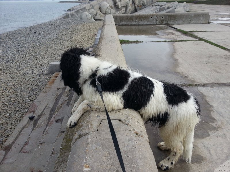 Фото: ньюфаундленд Santa De La Moris (Санта Де Ла Морис)