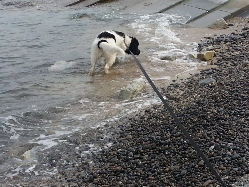 Фото: ньюфаундленд Santa De La Moris (Санта Де Ла Морис)
