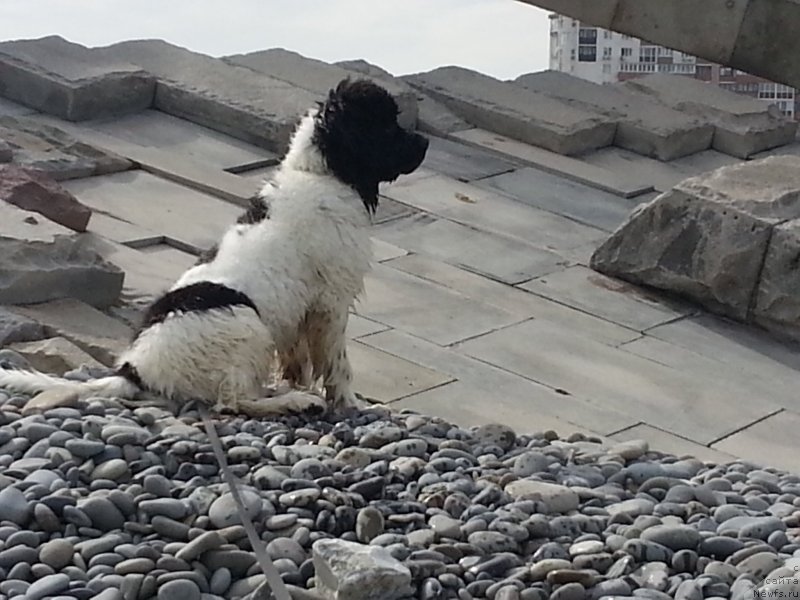 Фото: ньюфаундленд Santa De La Moris (Санта Де Ла Морис)