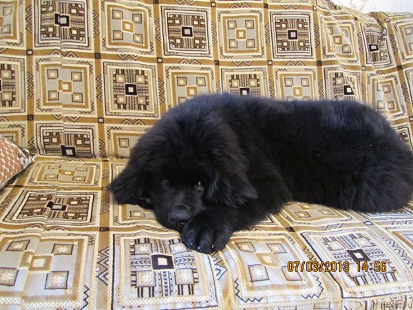 Фото: ньюфаундленд CHinua Dekam Laki Dyevil (Чинуа Декам Лаки Дэвил)