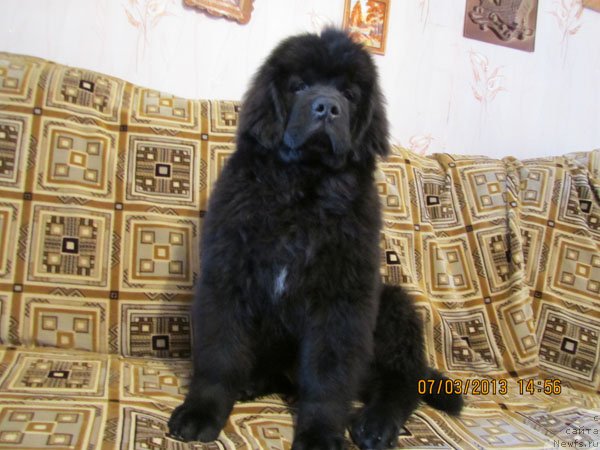 Фото: ньюфаундленд CHinua Dekam Laki Dyevil (Чинуа Декам Лаки Дэвил)