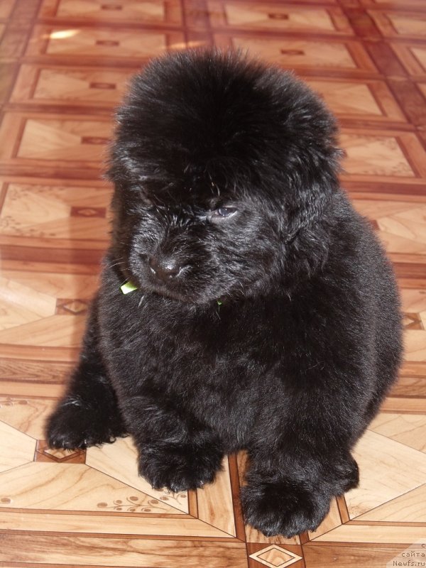 Фото: ньюфаундленд Lepestok Lilii (Лепесток Лилии)