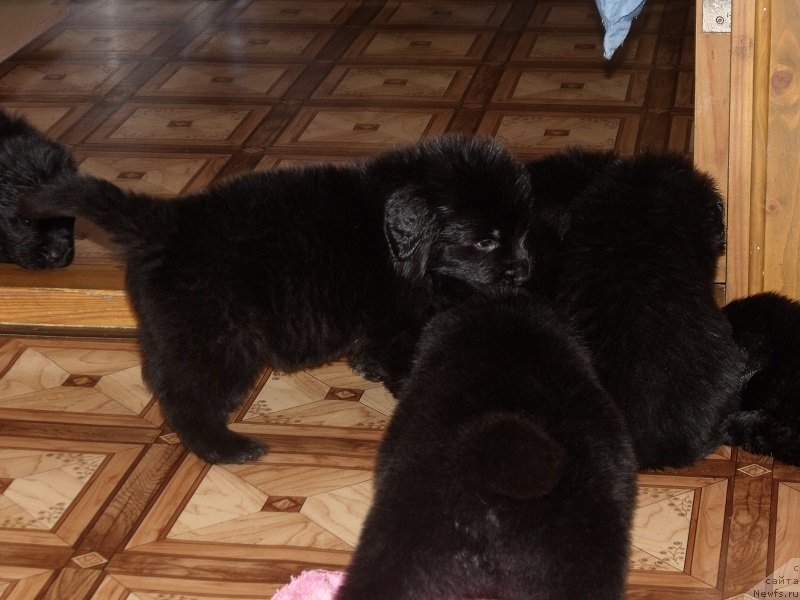 Фото: ньюфаундленд Grand Byebi Ariadna (Гранд Бэби Ариадна), щенки