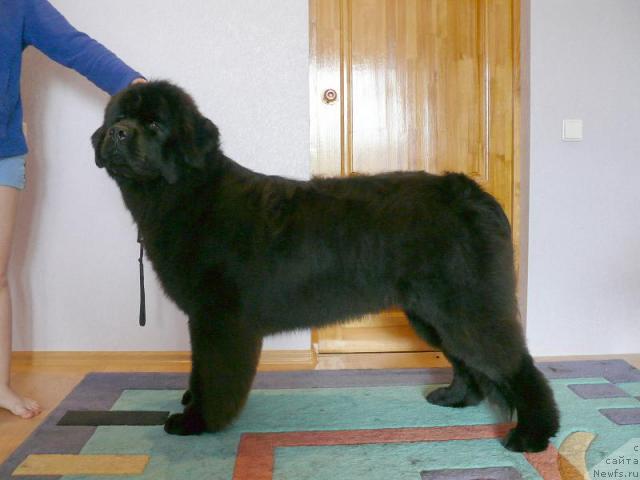 Фото: ньюфаундленд Potap Fidel' (Потап Фидель)