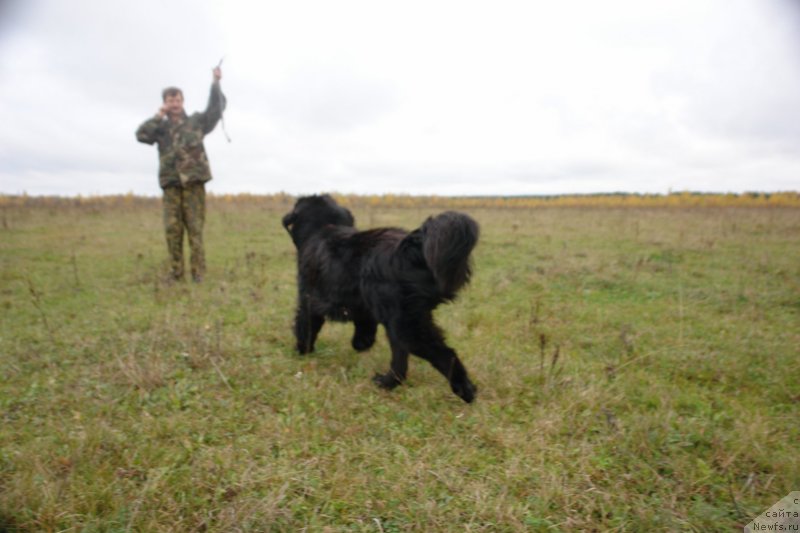 Фото: ньюфаундленд Tancor Disko (Танцор Диско)