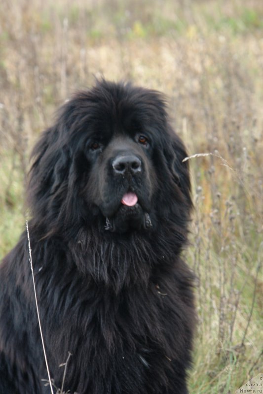 Фото: ньюфаундленд Tancor Disko (Танцор Диско)