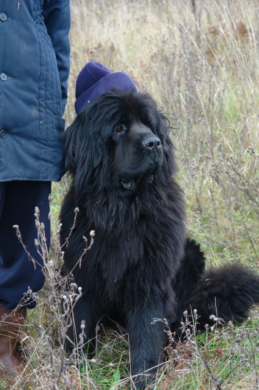 Фото: ньюфаундленд Tancor Disko (Танцор Диско)