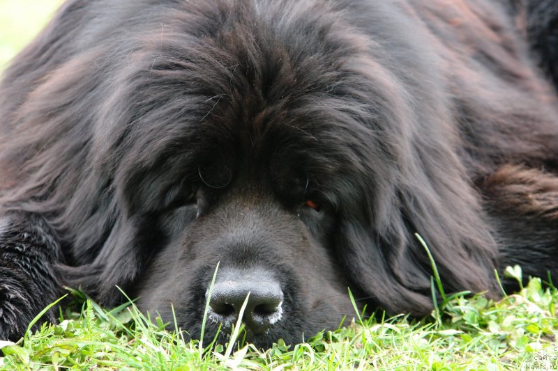 Фото: ньюфаундленд Tancor Disko (Танцор Диско)