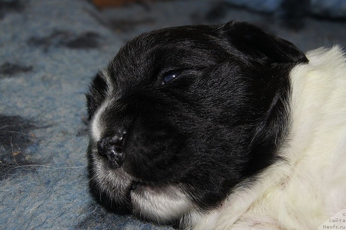 Фото: ньюфаундленд Super Bizon Kuba (Супер Бизон Куба)