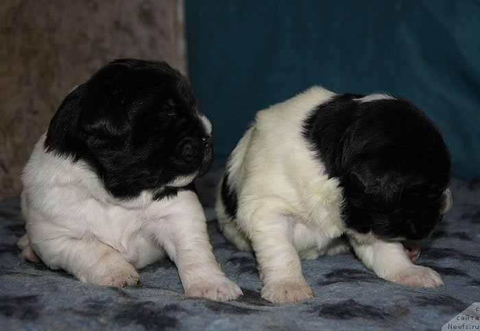 Фото: ньюфаундленд Super Bizon Konjak (Супер Бизон Конжак), ньюфаундленд Super Bizon Kuba (Супер Бизон Куба)