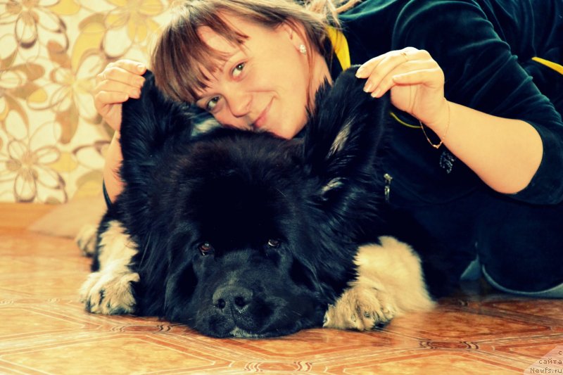 Фото: ньюфаундленд Fiamettahauz Princess B'yuti (Фиаметтахауз Принцесс Бьюти), Elena Zobnina (Елена Зобнина)