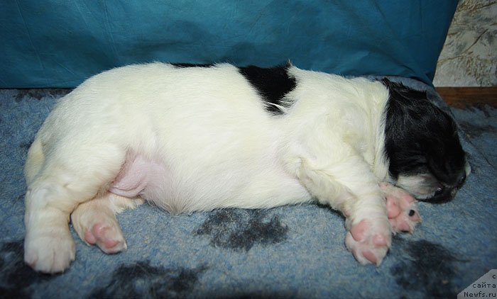 Фото: ньюфаундленд Super Bizon Kuba (Супер Бизон Куба)