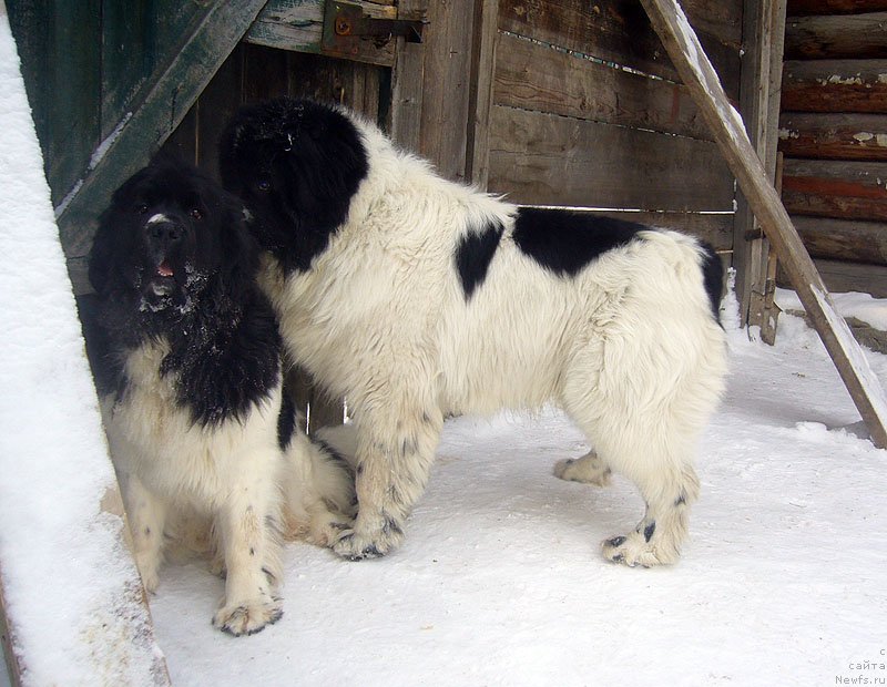 Фото: ньюфаундленд Super Premium Zheneva (Супер Премиум Женева), ньюфаундленд Sent Djons Cyclamen (Сент Джонс Цикламен)