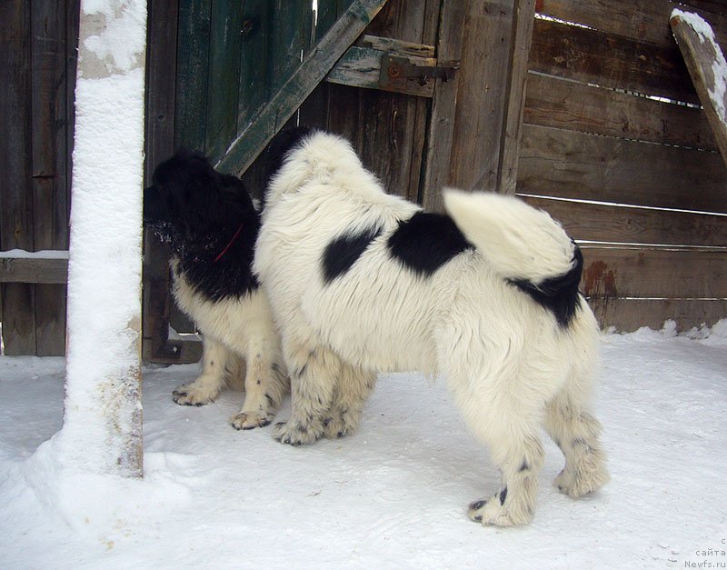 Фото: ньюфаундленд Super Premium Zheneva (Супер Премиум Женева), ньюфаундленд Sent Djons Cyclamen (Сент Джонс Цикламен)