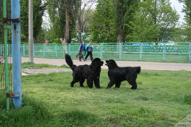 Фото: ньюфаундленд Potap Fidel' (Потап Фидель), ньюфаундленд Knyaz Dodon s Berega Dona (Князь Додон с Берега Дона)