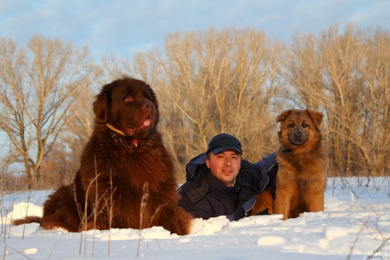 Фото: ньюфаундленд Lesnaja Skazka Korolevskiy Medved (Лесная Сказка Королевский Медведь), Dmitriy Samarcev (Дмитрий Самарцев), Дружок