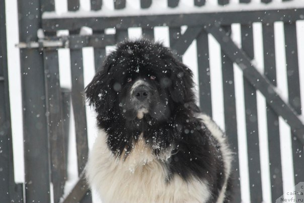 Фото: ньюфаундленд Super Premium Eseniya (Супер Премиум Есения)