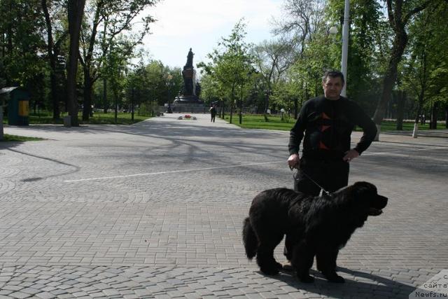 Фото: ньюфаундленд Potap Fidel' (Потап Фидель)