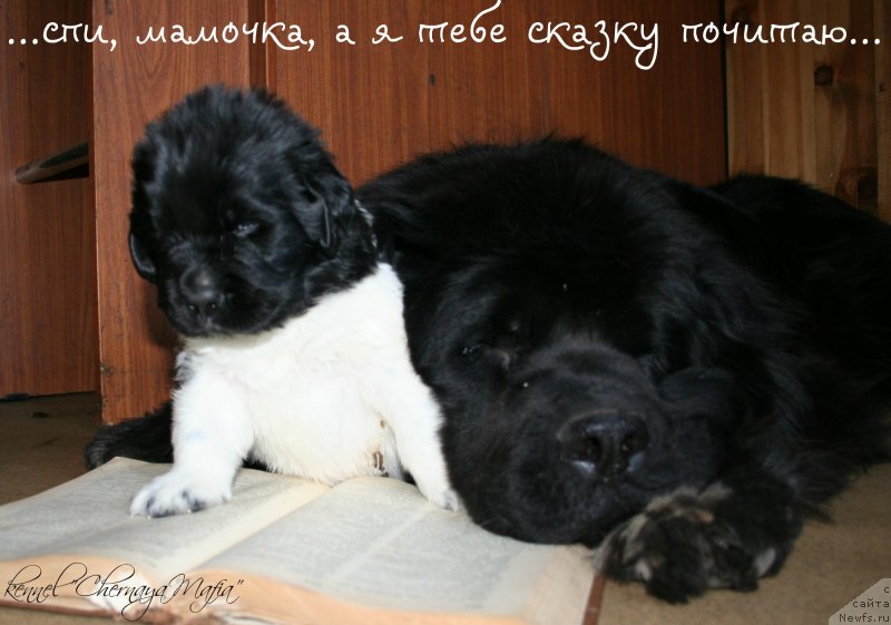 Фотография № 120538