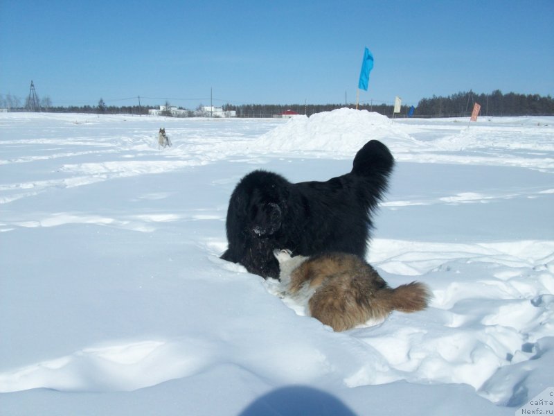 Фото: ньюфаундленд Karat iz Medvejyego Yara (Карат из Медвежьего Яра)