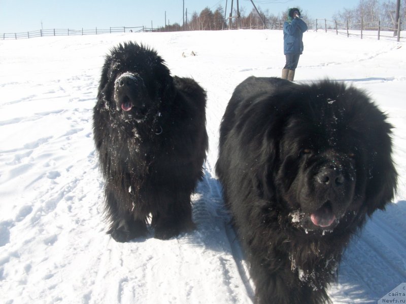 Фото: ньюфаундленд Karat iz Medvejyego Yara (Карат из Медвежьего Яра)