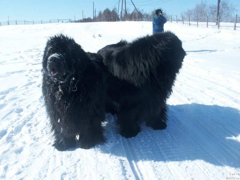 Фото: ньюфаундленд Yarada iz Sibirskoy Glubinki (Ярада из Сибирской Глубинки)