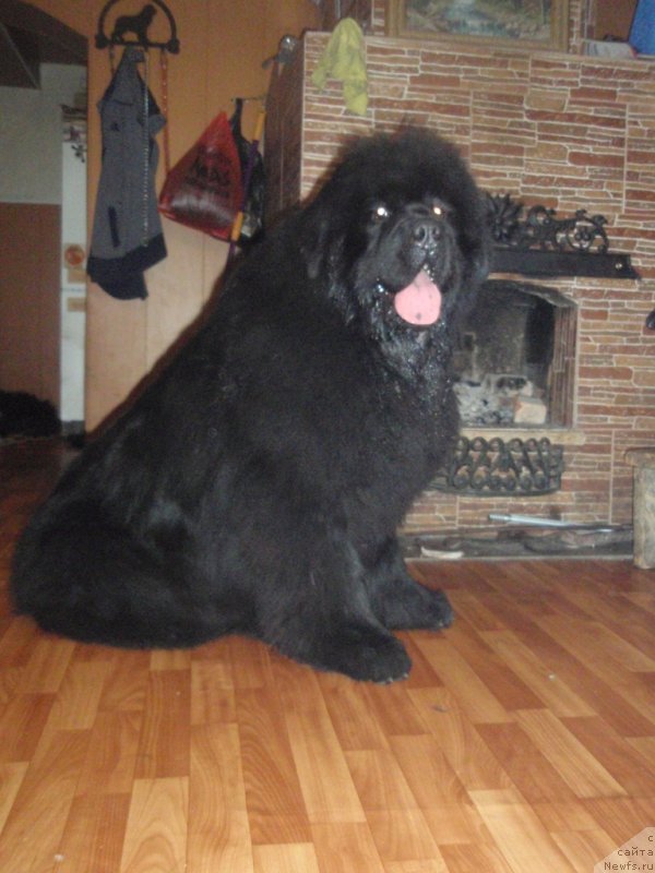 Фото: ньюфаундленд S'Nezhnaya Vjuga Armando Parusso (С'Нежная Вьюга Армандо Паруссо)