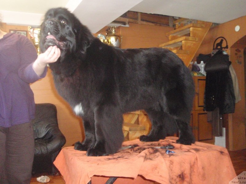 Фото: ньюфаундленд Blyek Diamond Agidel' ot Potapa Uvertyura (Блэк Диамонд Агидель от Потапа Увертюра)