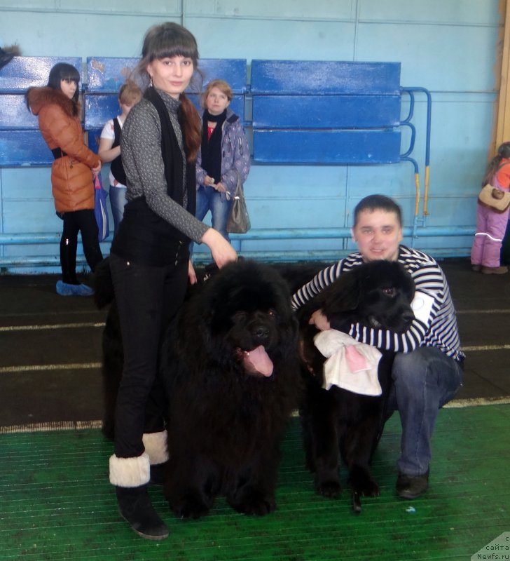 Фото: ньюфаундленд Mister Forte Impressione (Мистер Форте Импрессионе), Стерлинг Фунт из Медвежьего Яра